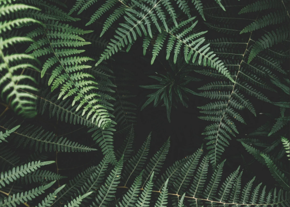 Fern leaves on a dark background